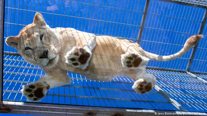 Fröhliche Fotos | Glasbrücke für Löwen und Tiger