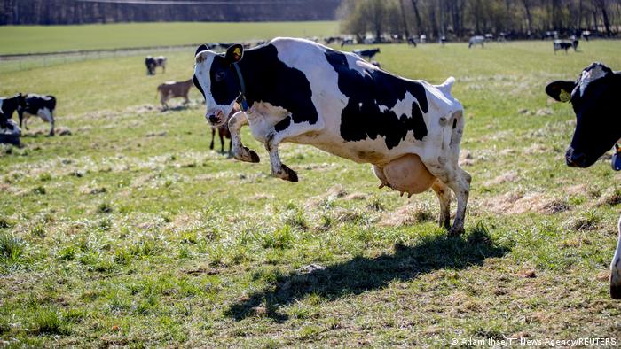 Животновъдите трябва да компенсират вредните емисии, които кравите им отделят. 