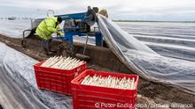 16.04.2021 - Ein rumänischer Erntehelfer erntet Spargel auf einem Feld des Spargelhof Hindorf & Söhne in Langeneichstädt. In Sachsen-Anhalt werden nach Angaben des Landesbauernverbandes in diesem Jahr etwa 6000 Erntehelfer gebraucht. Davon kommen die Saisonkräfte vor allem aus Rumänien, Polen und Bulgarien.