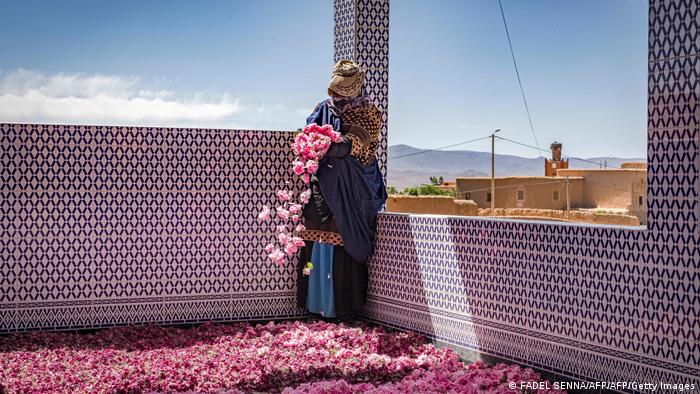 Marokko | Rosen in Kelaat Mgouna