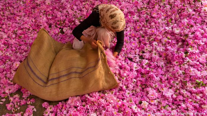 Marokko Tal der Rosen - Valley of the Roses | Ernte