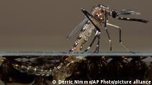 Empresa respaldada por Bill Gates libera miles de mosquitos modificados genéticamente
