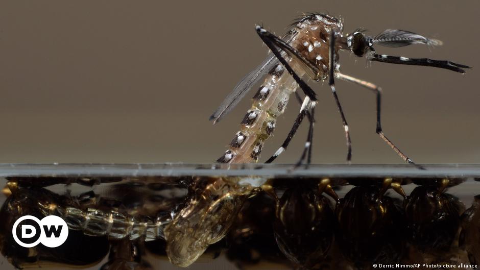 Podporno podjetje Bill Gates je izdalo na tisoče gensko spremenjenih komarjev |  Znanost in ekologija |  D.W.