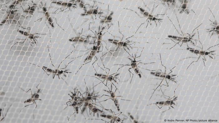 ¿Por qué son diferentes los mosquitos de Oxitec? Según la empresa, los machos de su nube de insectos tienen un gen modificado, llamado OX5034, que restringe la supervivencia de las hembras con las que se aparean.