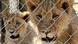 Lions in captivity in South Africa Lions in captivity in South Africa