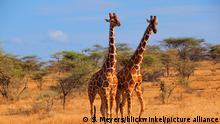 Netzgiraffe, Netz-Giraffe (Giraffa camelopardalis reticulata), zwei rivalisierende Giraffenbullen stehen nebeneinander in der Savanne, Kenia, Samburu National Reserve | reticulated giraffe (Giraffa camelopardalis reticulata), two males in savanna, Kenya, Samburu National Reserve