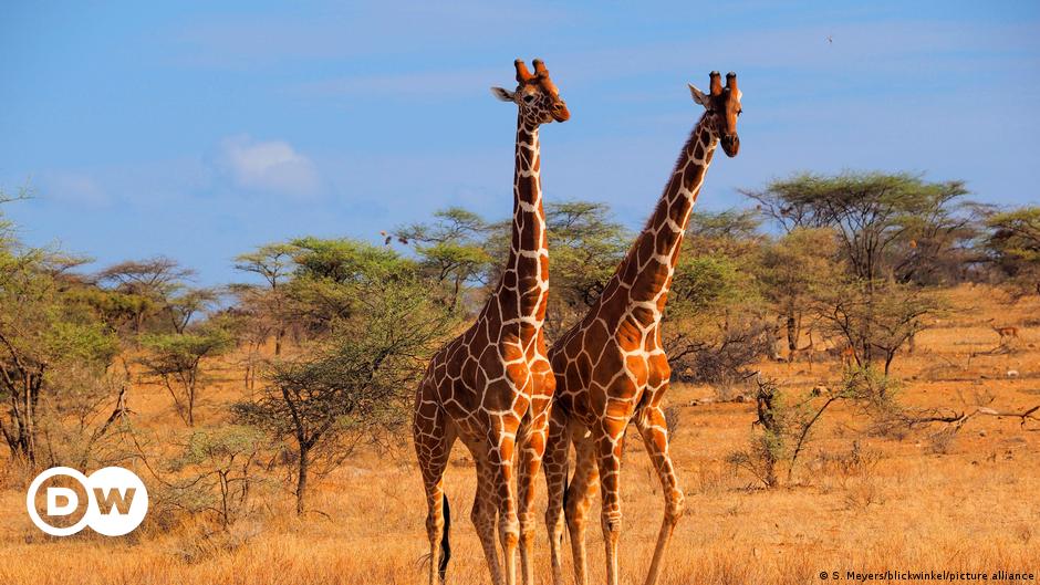 calculadora sangre Etapa La fauna silvestre de África: los humanos somos su mayor peligro | Todos  los contenidos | DW | 09.10.2021