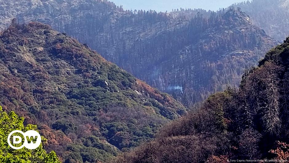 They discover a giant sequoia that continues to burn after the California fire of 2020 |  Ecology |  DW