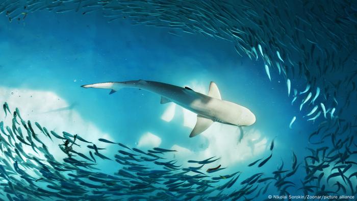 Científicos sabían que los tiburones tienen una capacidad de electrosensado muy afinada que les ayuda a detectar a sus presas.  