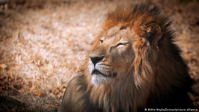 Lion en Afrique du Sud