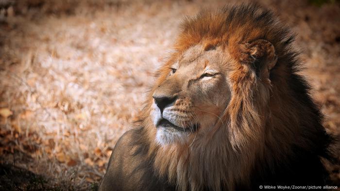 Lion en Afrique du Sud