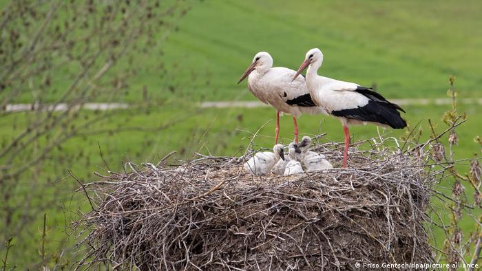Storks nest in Petershagen