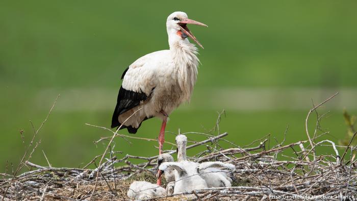 Storks nest in Petershagen