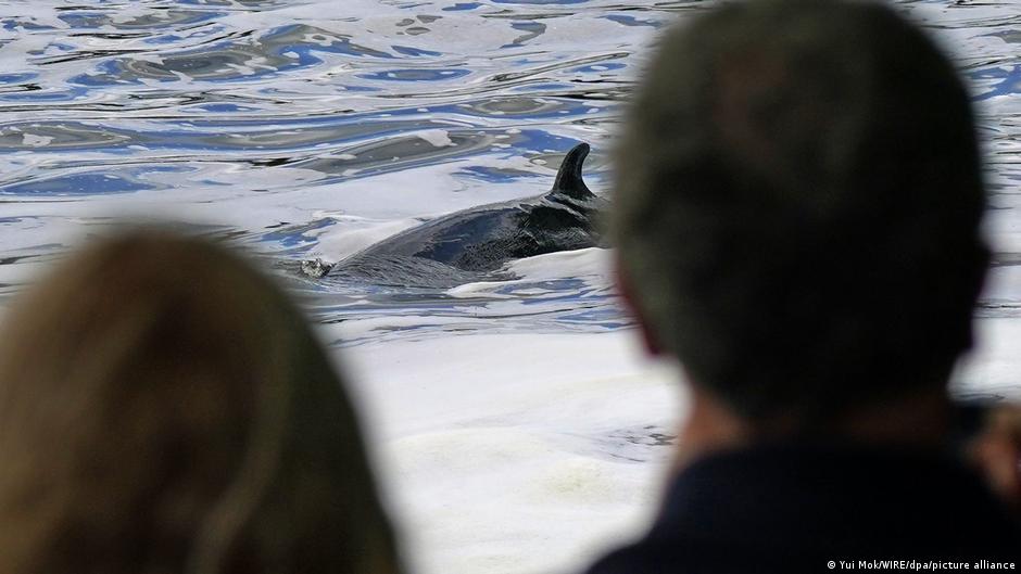 Vets euthanize minke whale lost in London′s River Thames | News | DW - Vimarsana News