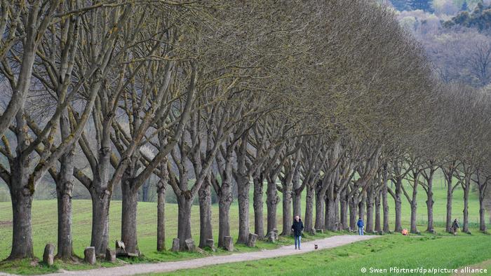 The documenta installation 7000 Oaks by Josef Beuys in Kassel shows a row of oak trees with small stone pillars in front of them lining a path
