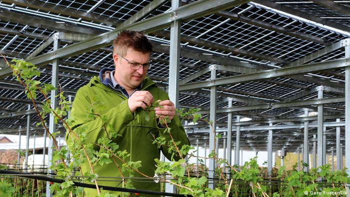 Landwirt Fabian Karthaus untersucht in seiner Agri-PV-Anlage die Beerenzucht