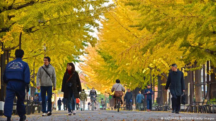 Eine Promenade in Tokio, Japan, gesäumt von Ginkgobäumen im Herbst
