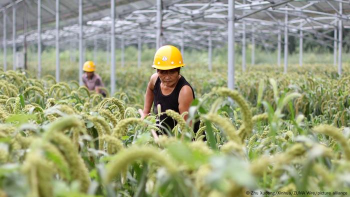 Uma área coberta no norte da China, onde os grãos crescem sob painéis fotovoltaicos