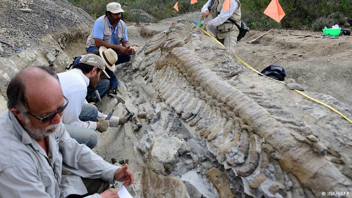 Paleontólogos mexicanos identifican nueva especie de dinosaurio | Las  noticias y análisis más importantes en América Latina | DW 