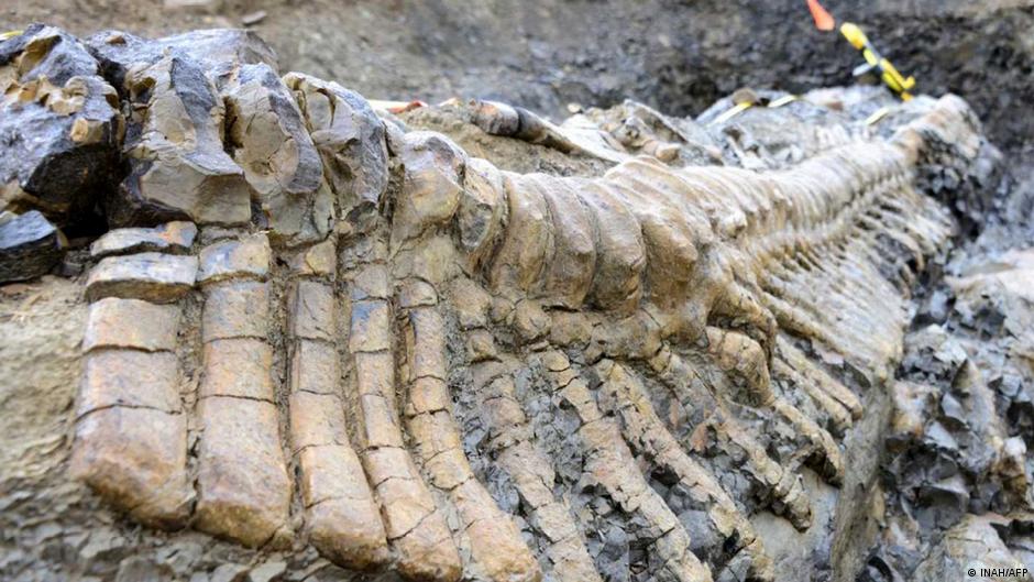 Mexiko Coahuila | Ausgrabungen versteinerter Schwanz Dinosaurier oder Hadrosaurier