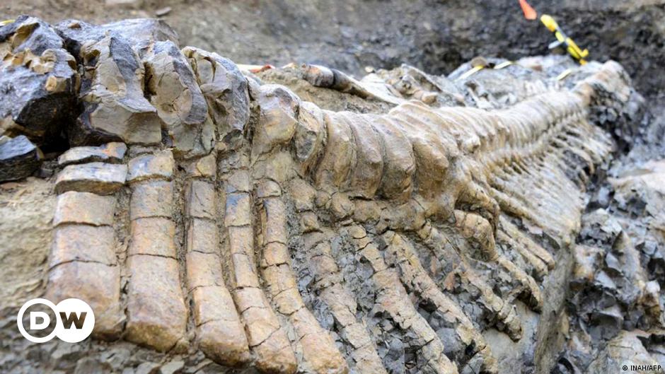 Paleontólogos mexicanos identifican nueva especie de dinosaurio | Las  noticias y análisis más importantes en América Latina | DW 
