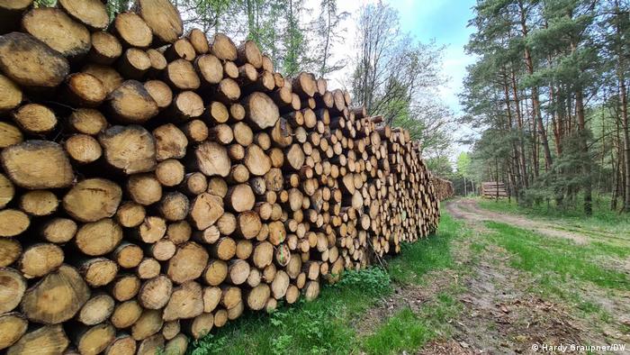 Holzstapel in einem Wald im Bundesland Brandenburg