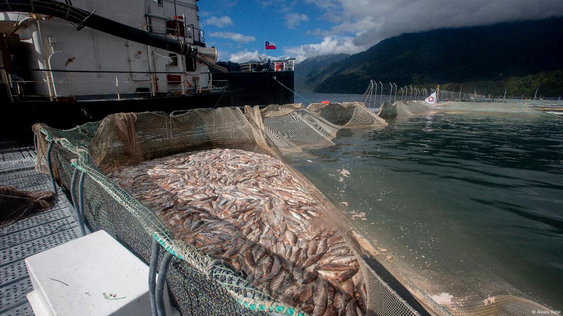 Chile l Recogida de salmones: Toten Lachs sammeln ins Comau-Fjord