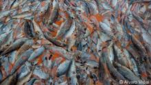 Chile l Salmones muertos: Koralle ins Comau-Fjord