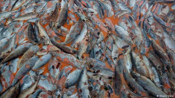 Chile l Salmones muertos: Koralle ins Comau-Fjord