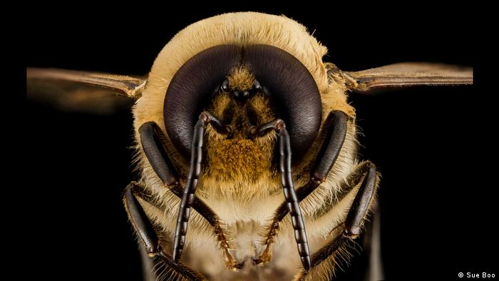 एक अध्ययन बताता है कि दुनिया में एक चौथाई जंगली मधुमक्खियां हम गंवा चुके हैं