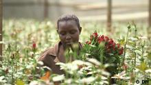 برق آفتابی به صنعت پرورش گل در کنیا رونق بخشیده است