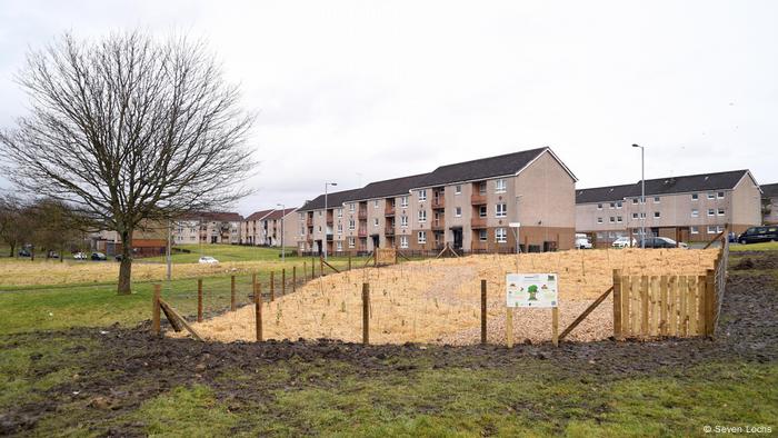 Ein neu gepflanzter Mini-Wald am Rande einer Siedlung in Glasgow, Schottland
