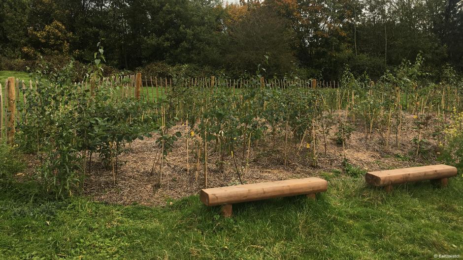 Tiny Forests: Mehr Artenvielfalt in der Stadt?