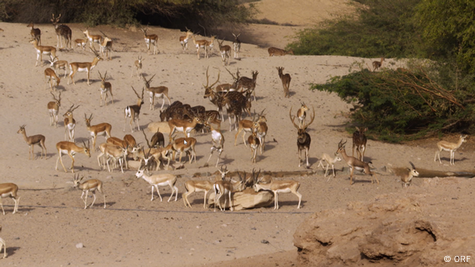 white antelope