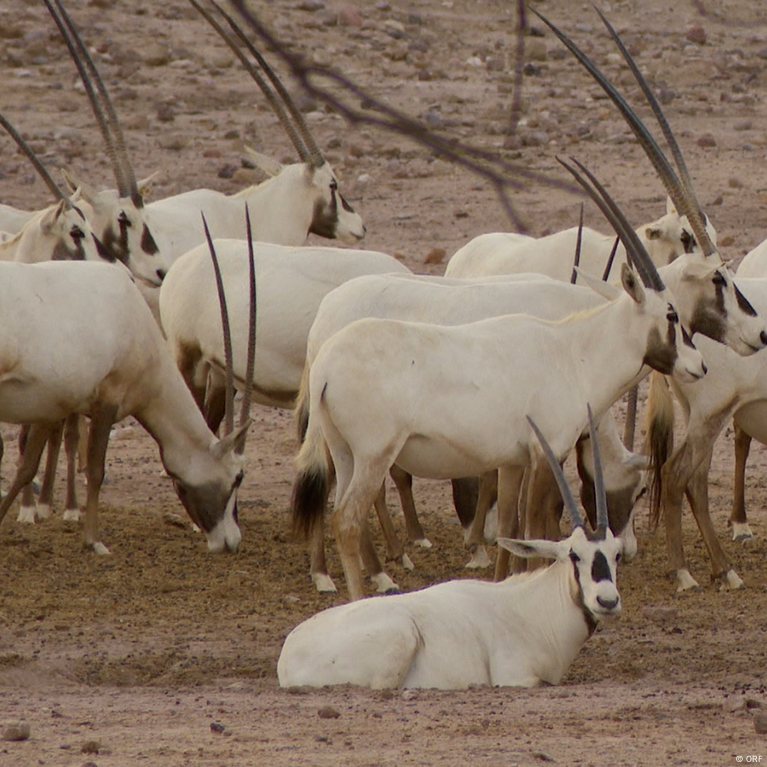 white antelope