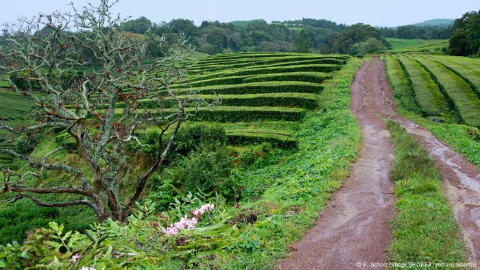 Portugal Azoren Sao Miguel Maia | Teefabrik Cha Gorreana