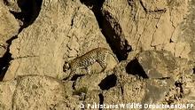 This handout video grab taken on May 7, 2021 and released by Pakistanís Wildlife Department on May 21, 2021 shows a rare Persian leopard (Panthera Tilliana) at the Hazarganji-Chiltan National Park on the outskirts of Quetta. - A pair of rare Persian leopards sighted in Pakistan for the first time last year have been filmed and photographed in the wild, officials said on May 21. (Photo by Handout / Pakistanís Wildlife Department / AFP) / RESTRICTED TO EDITORIAL USE - MANDATORY CREDIT AFP PHOTO/ Pakistanís Wildlife Department - NO MARKETING - NO ADVERTISING CAMPAIGNS - DISTRIBUTED AS A SERVICE TO CLIENTS