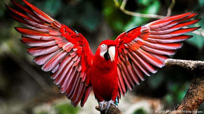 Biodiversidad de aves en Colombia. Guacamayo rojo (Ara chloroptera) en el zoo de Cali.