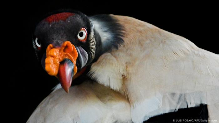 Biodiversidad de aves en Colombia. Cóndor de la selva (Sarcoramphus papa) del zoo de Cali.