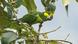 Biodiversidad de aves en Colombia. Loro orejiamarillo (Ognorhynchus icterotis) en las estribaciones de los Andes colombianos. Biodiversidad de aves en Colombia. Loro orejiamarillo (Ognorhynchus icterotis) en las estribaciones de los Andes colombianos.