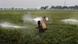 Two men spraying pesticide on wheat in a field
