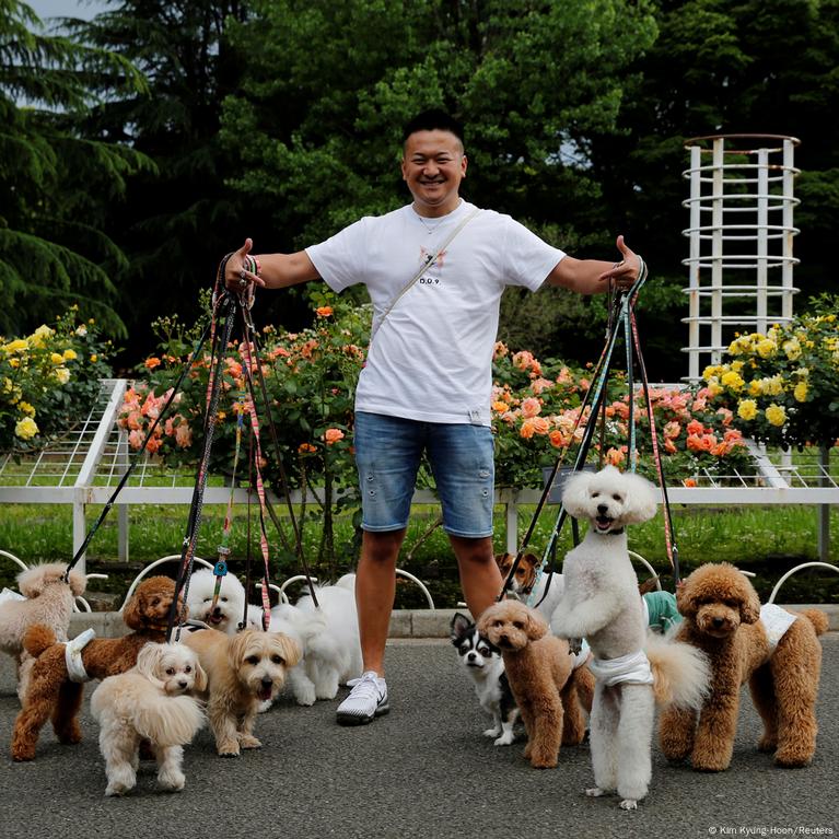 are dogs or cats more popular in japan
