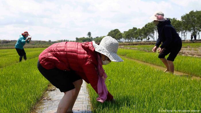 Los agricultores manejan plántulas de arroz en la granja cooperativa Namsa del distrito de Rangnang en Corea del Norte