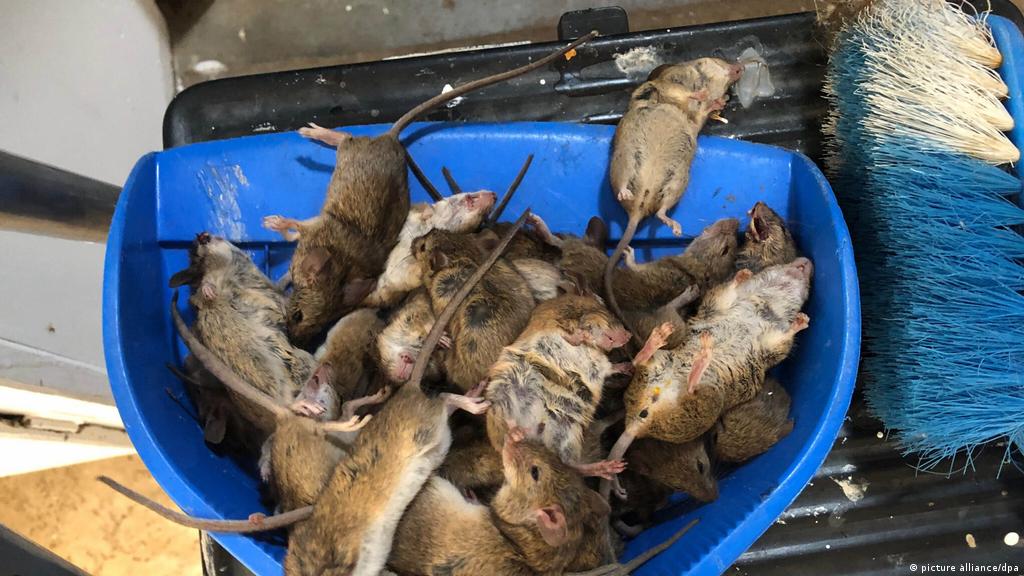 Impresionante plaga de ratones aterroriza a ciudades del este de Australia  | ACTUALIDAD | DW | 27.05.2021