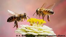 Increíble video muestra a dos abejas abriendo una botella de Fanta
