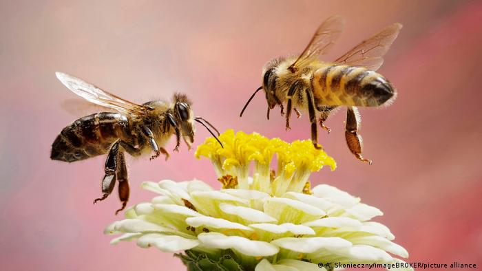 Zwei Honigbienen fliegen eine Blüte an