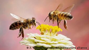 От пчел зависит, чем будет питаться человечество 