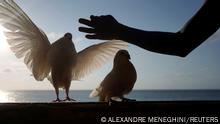 Kuba Taubenzucht um Corona-Pandemie zu entkommen