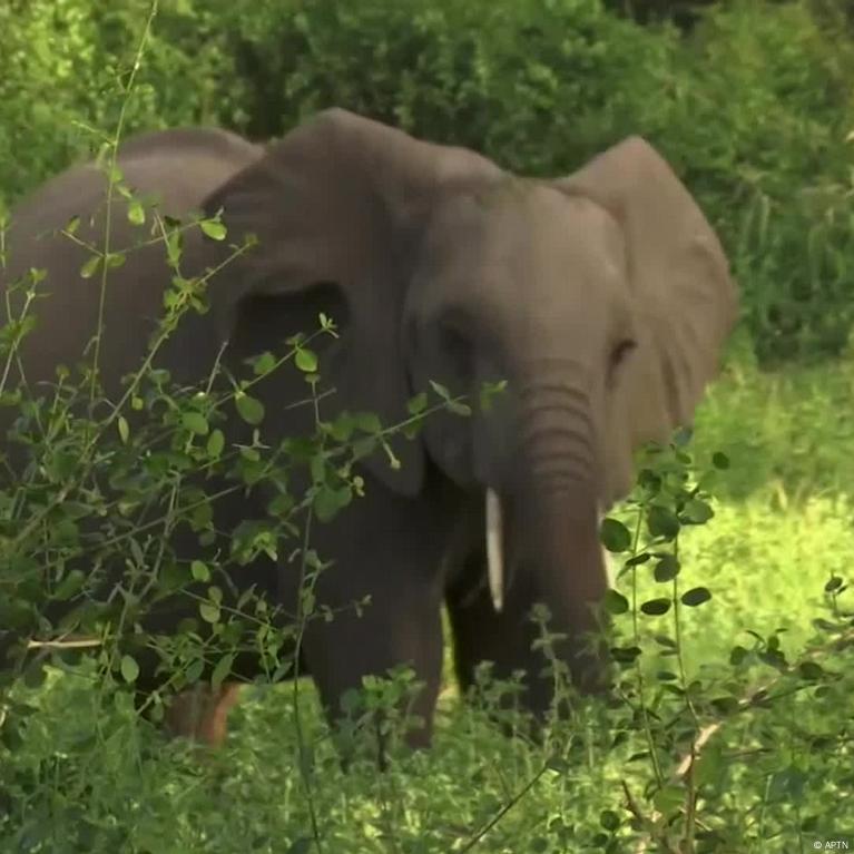 Farm loses fight to operate in elephant migratory route – DW – 05/28/2021 Farm loses fight to operate in elephant migratory route – DW – 05/28/2021