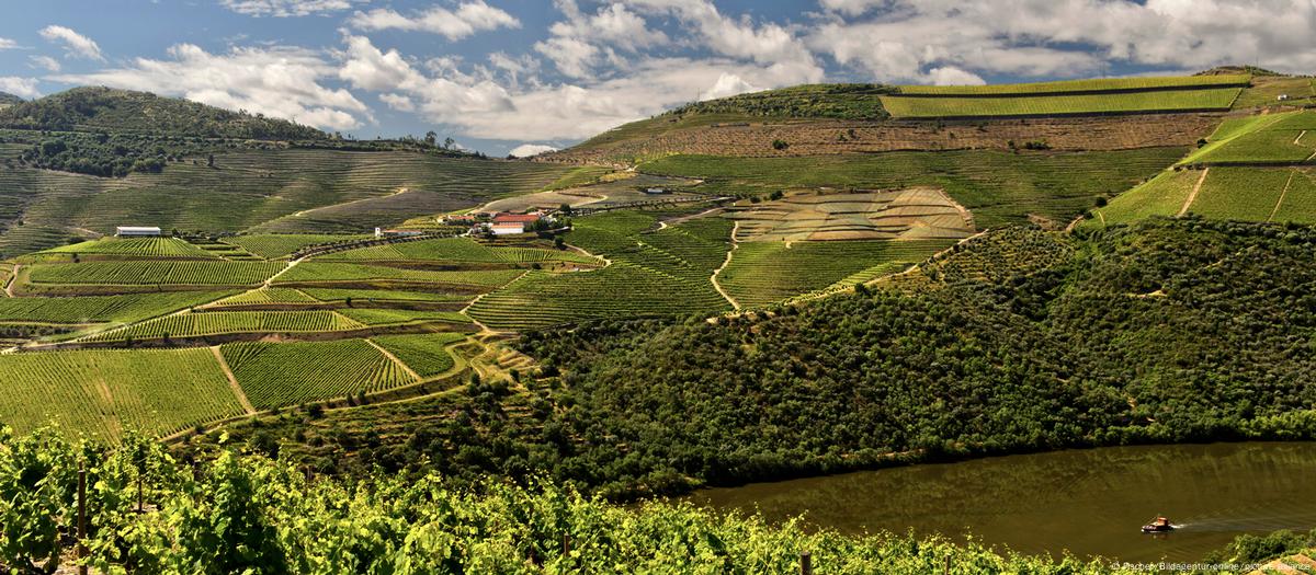 洋書 Port Wine Quinras of the Douro Porto Cruz Tawny Port | Wine.com